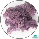 Lichen - Aubergine Purple