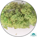 Lichen - Mint Green